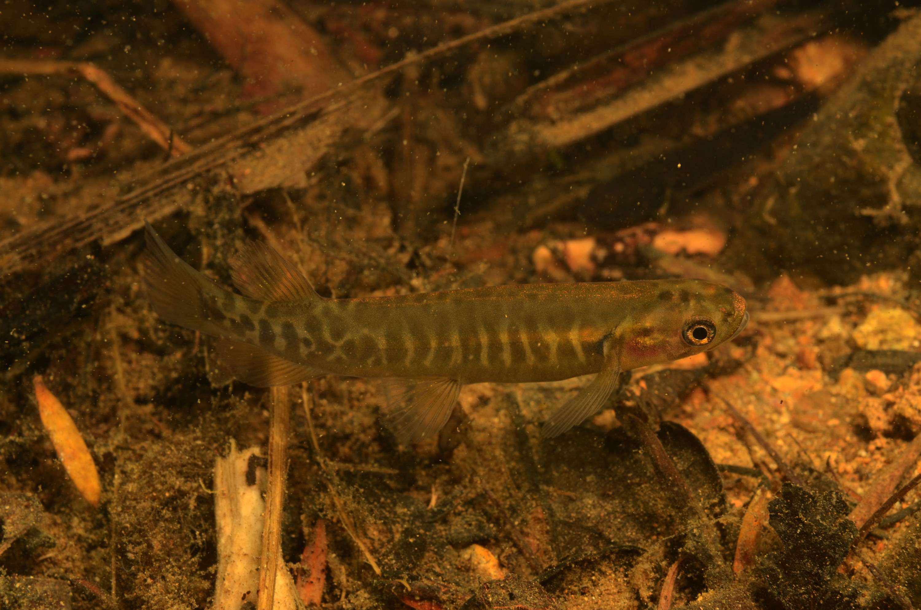 DSC_7771 – Banded, kokupu, home, stream, Galaxias, fasciatus, crispin, nz, new, zealand, new zealand